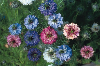 Picture of Nigella - Persian Jewels Mixed